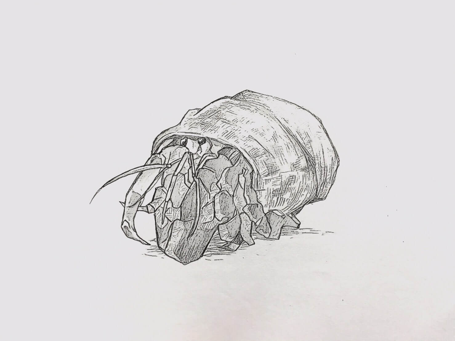 やどかり