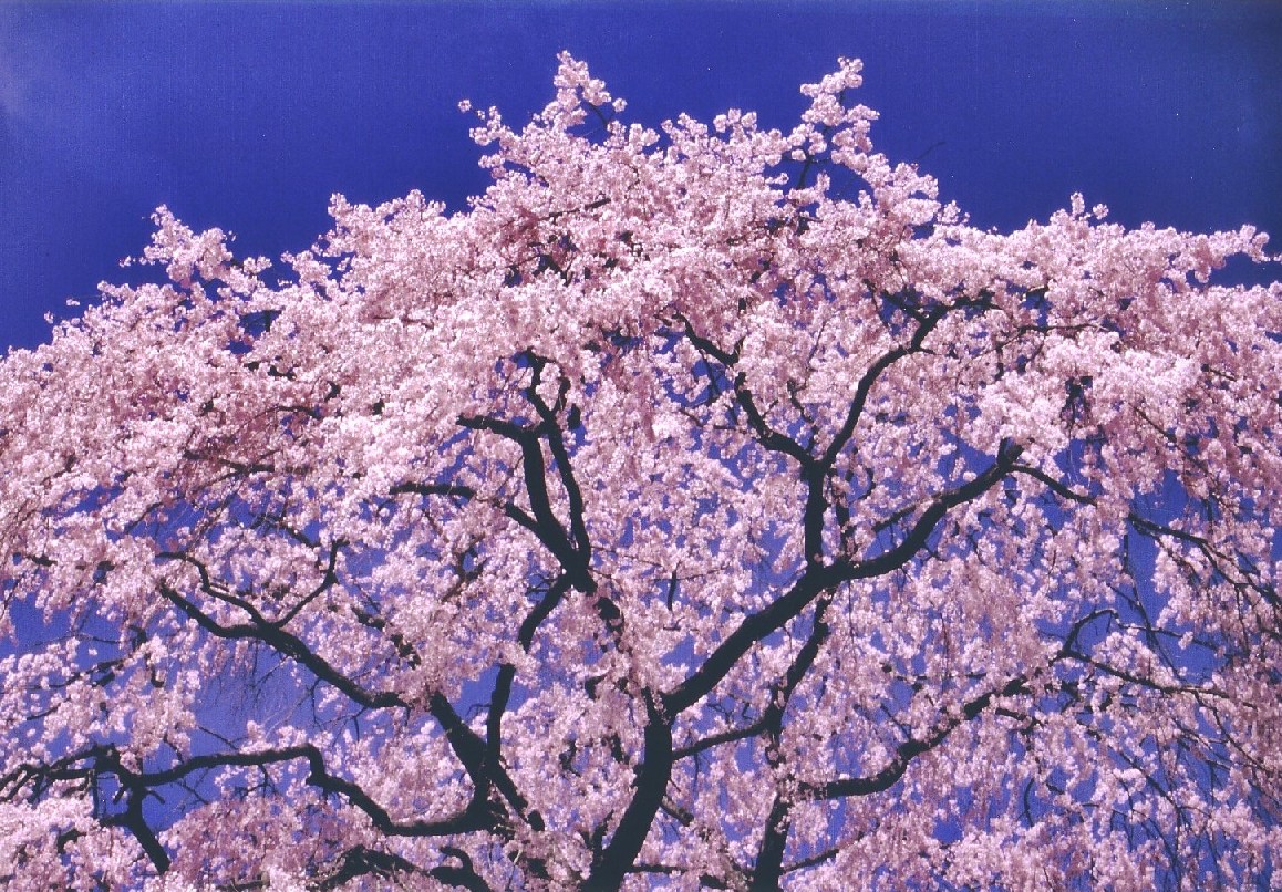 STORY-1-「春と桜」