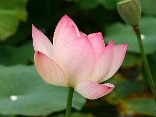 蓮の華の上 ④