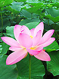 蓮の華の上 ②