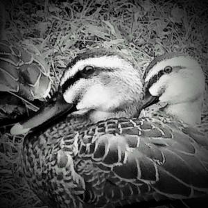 和途あひる