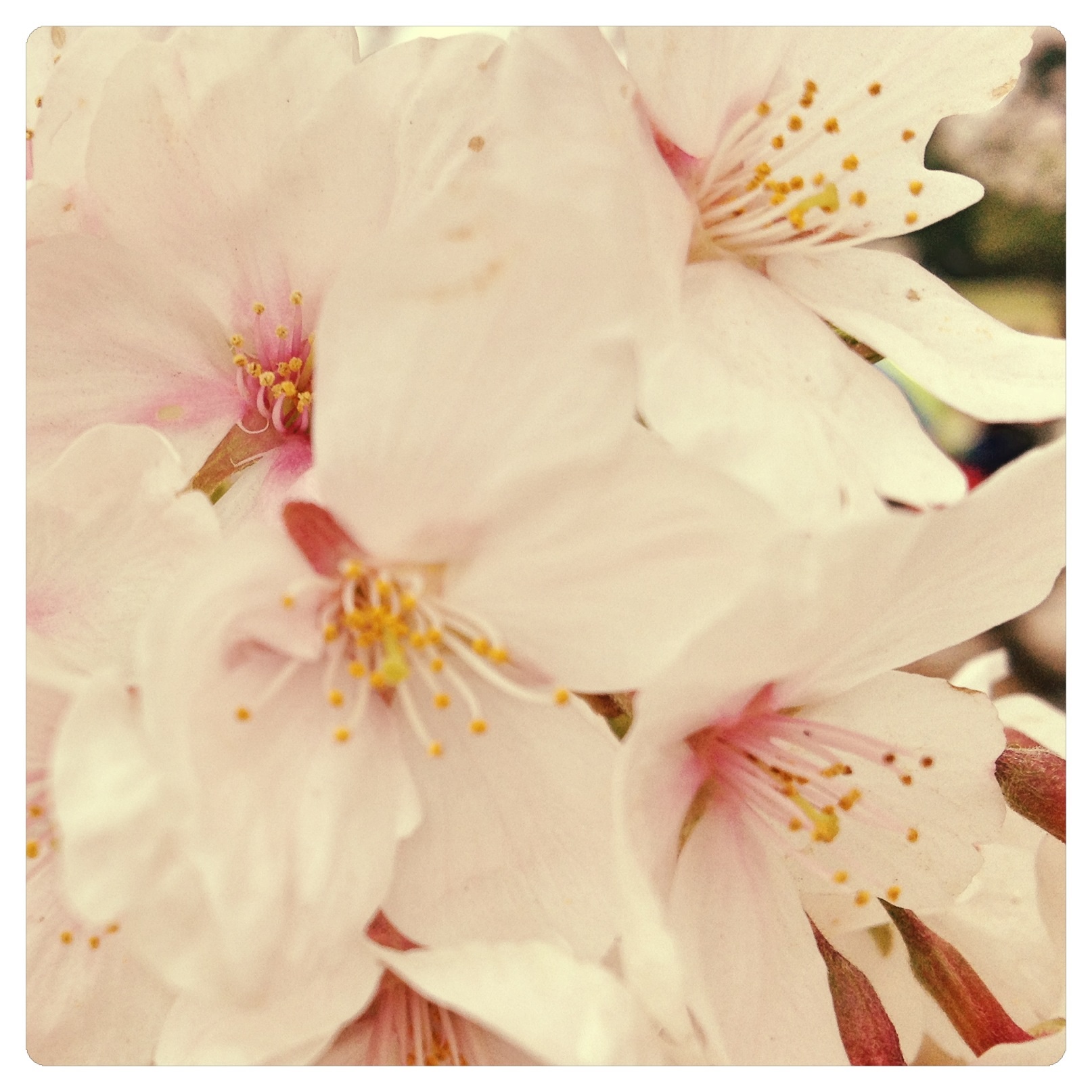 桜の記憶