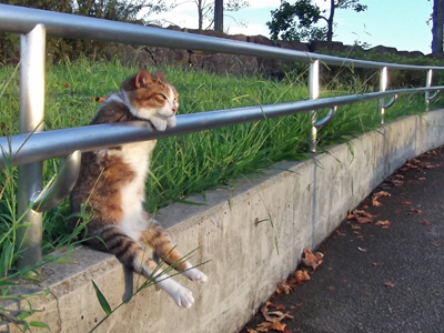 ☆野良猫作品主題歌 <ボツOP・ED集>