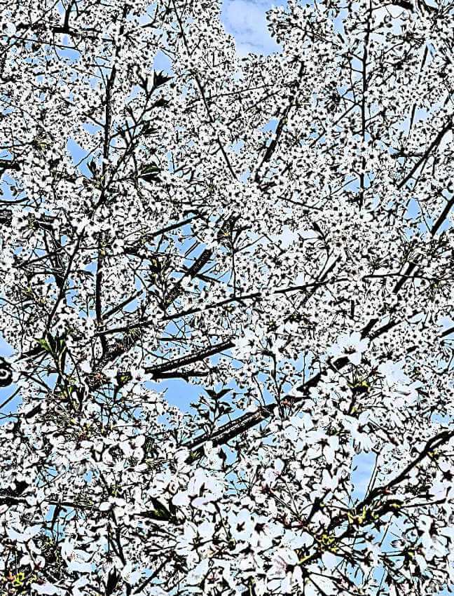 靖国の桜
