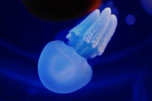 myosotis2099