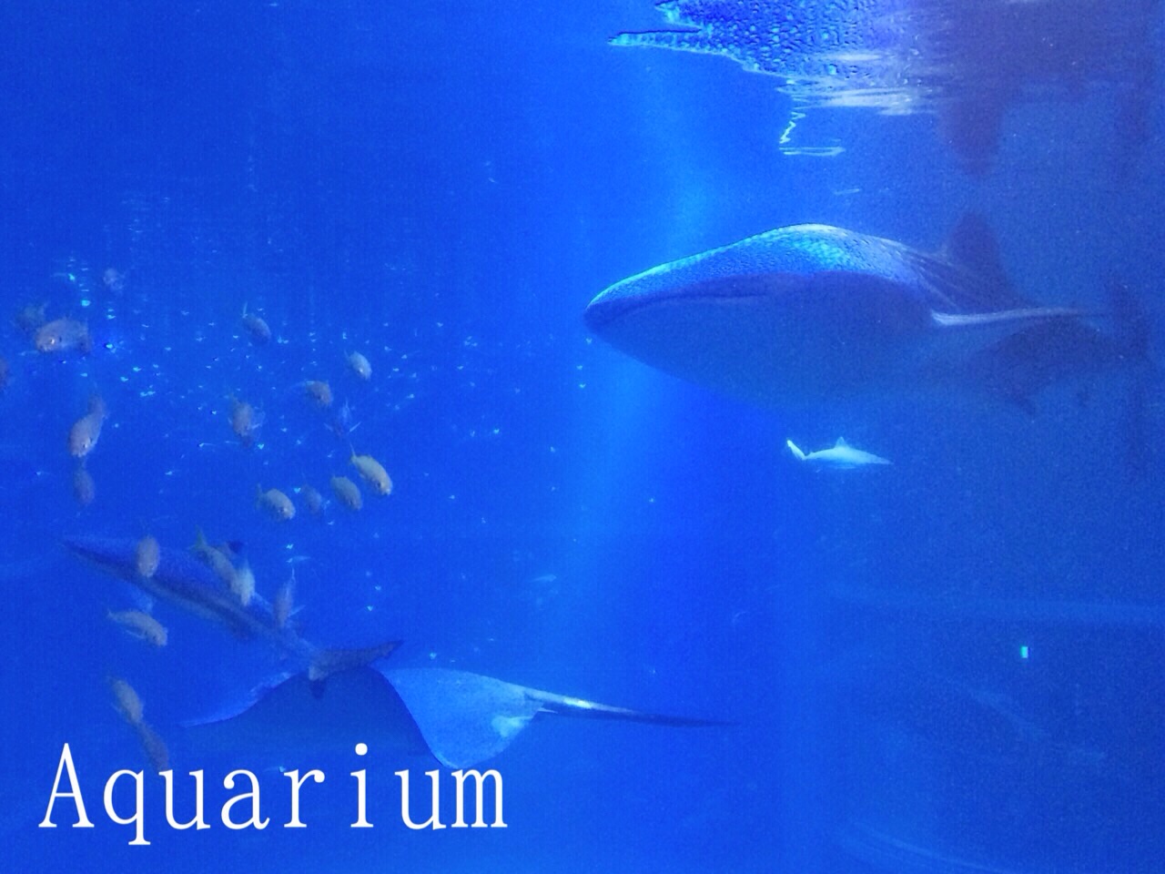 Aquarium