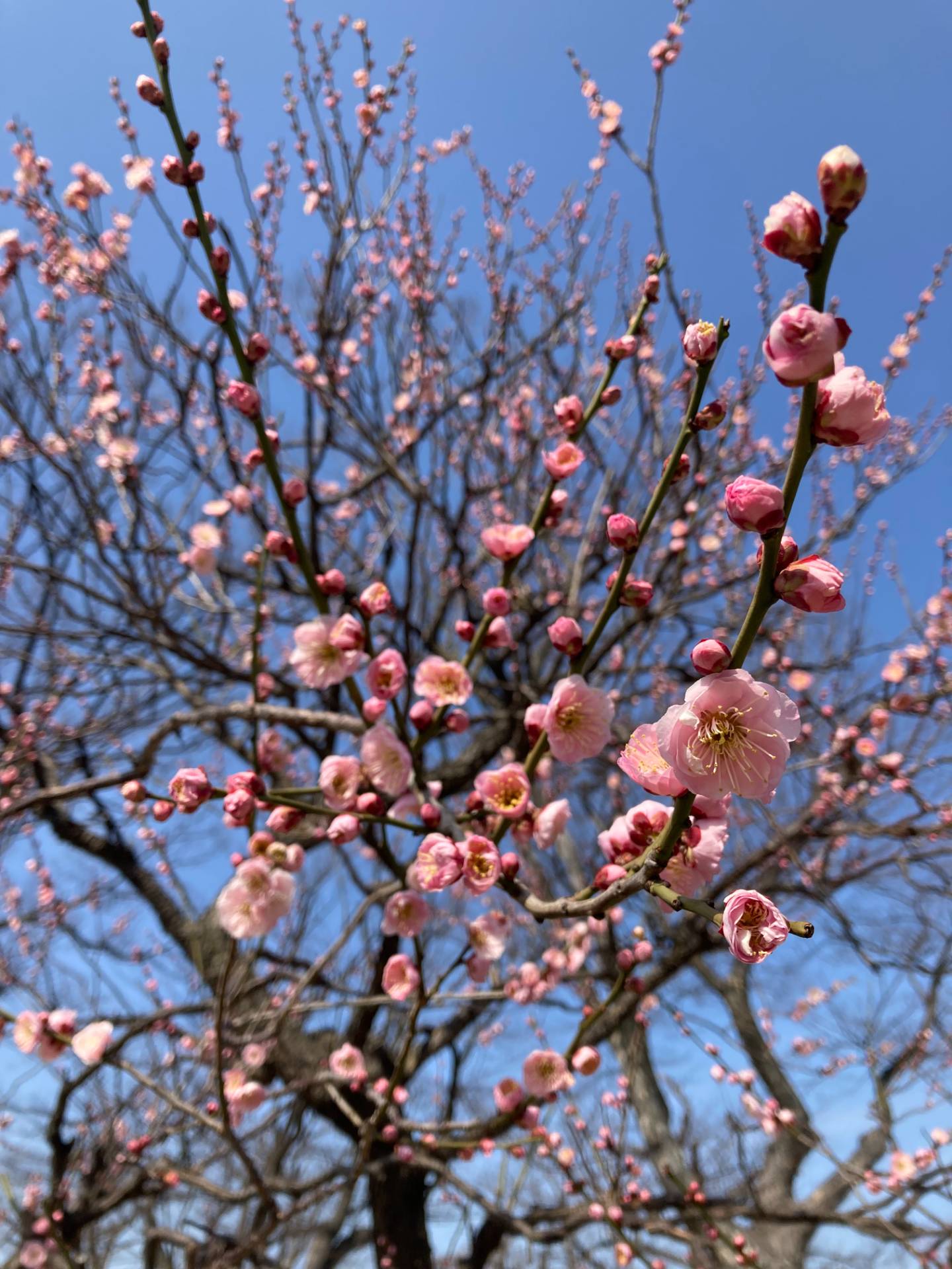 梅の花の香り
