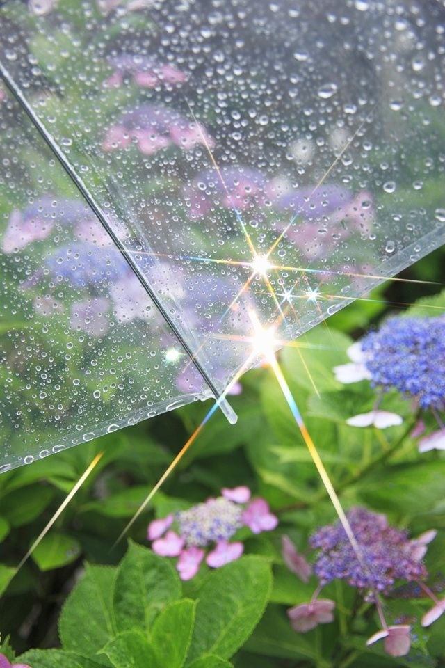 雨くゆる、日曜２時に紫陽花まえで。　【番外編】