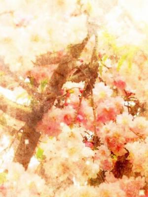 桜音ノ奏