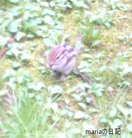 Ｍａｒｉａの日記　－３－