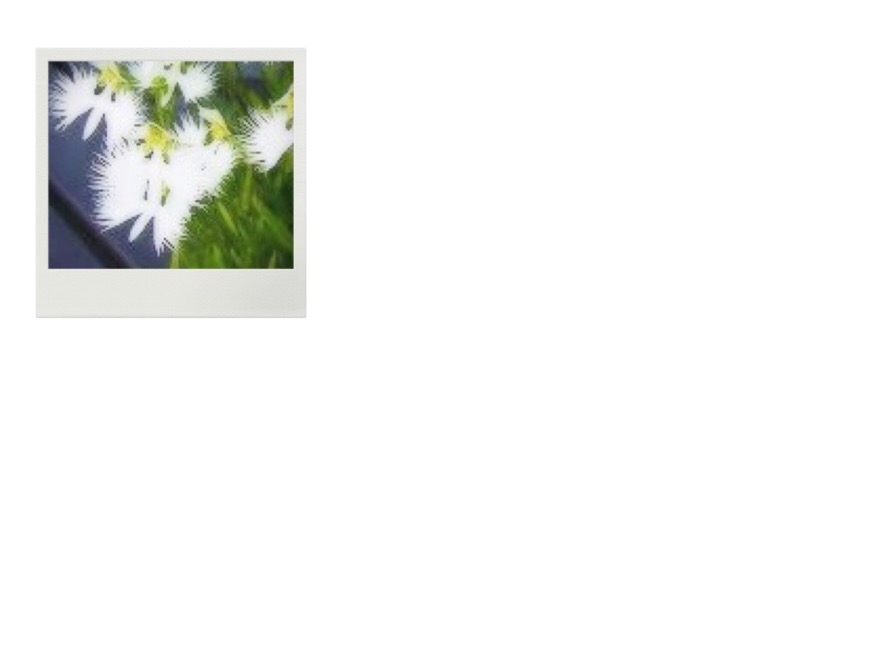 White egret flower