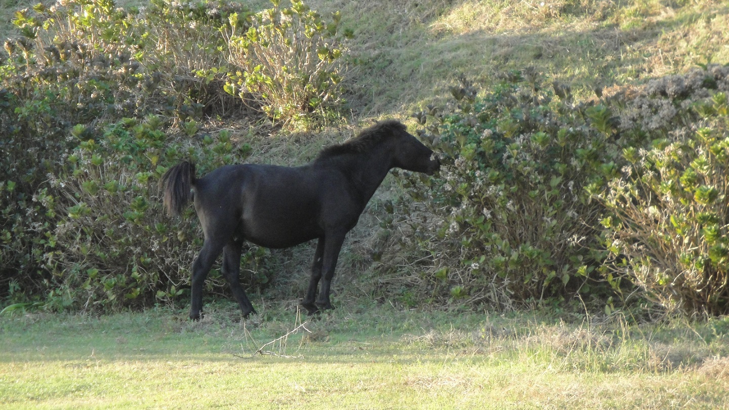 「ひたすらに南を目指し走り来て 岬の涯に野生馬を見る」