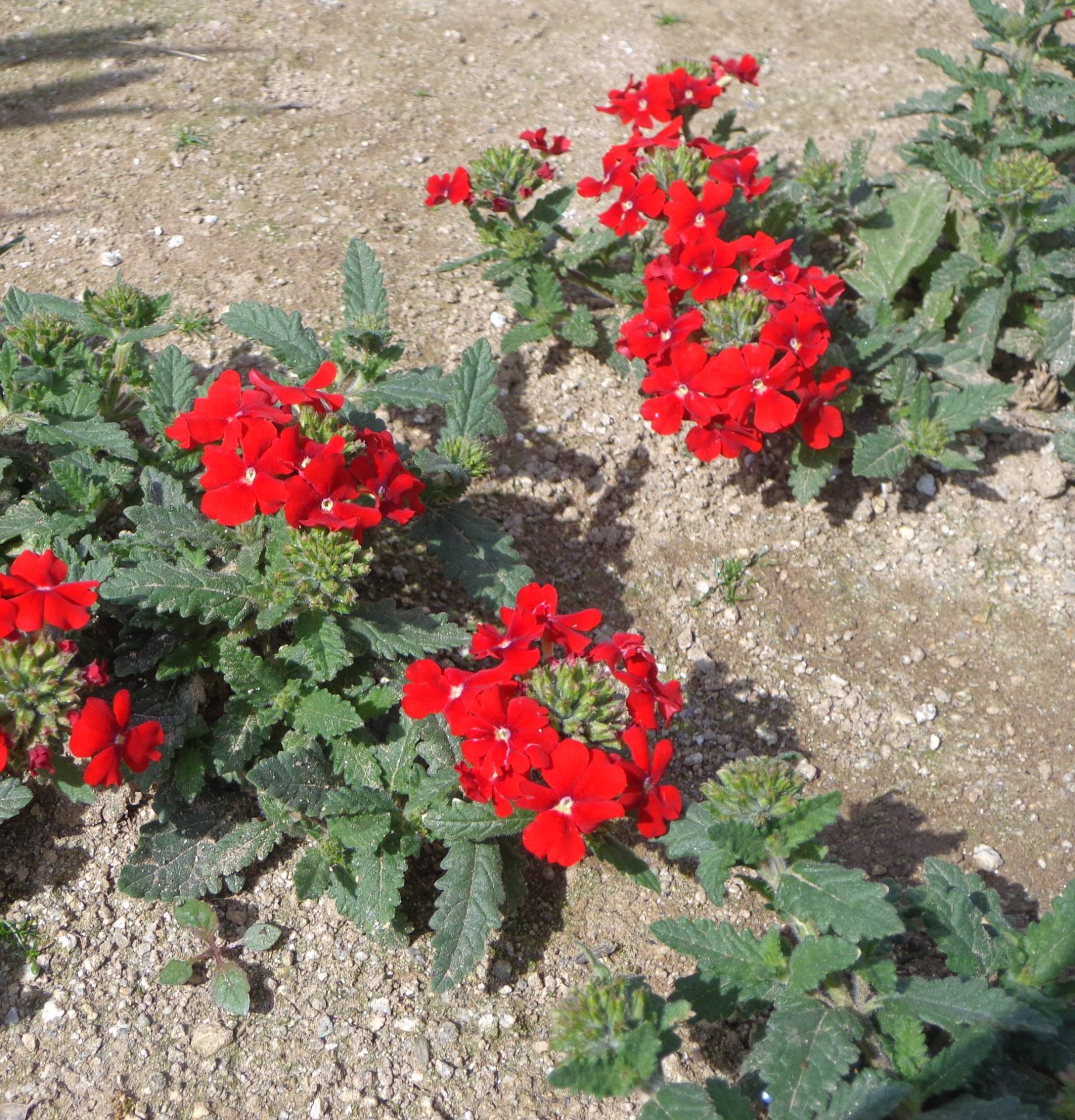 真凛とにぎやかな人たちの日常 chapter３