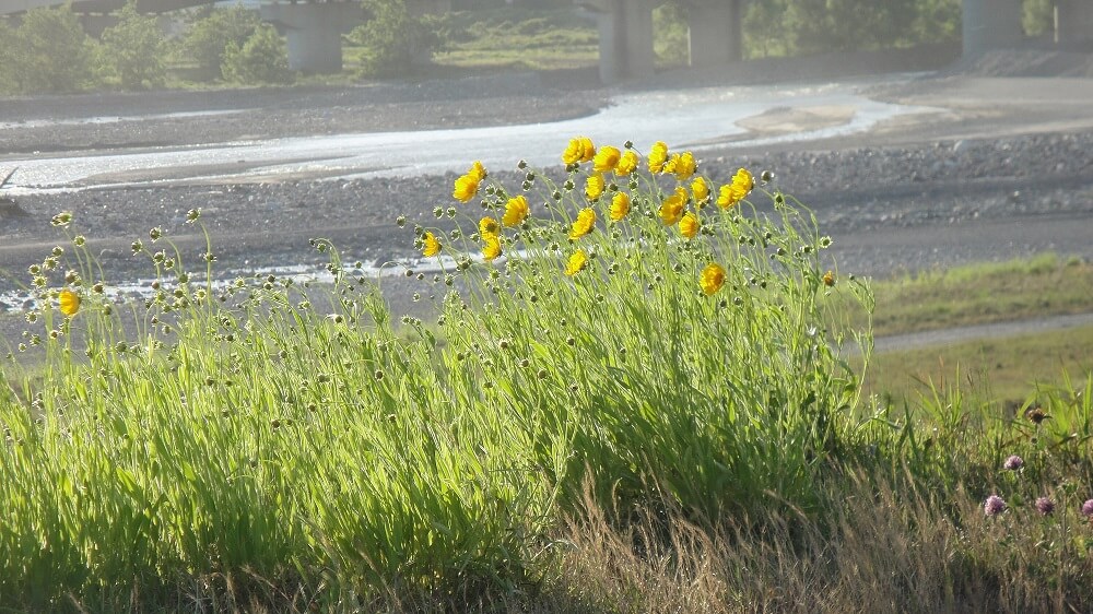 車窓からの風景